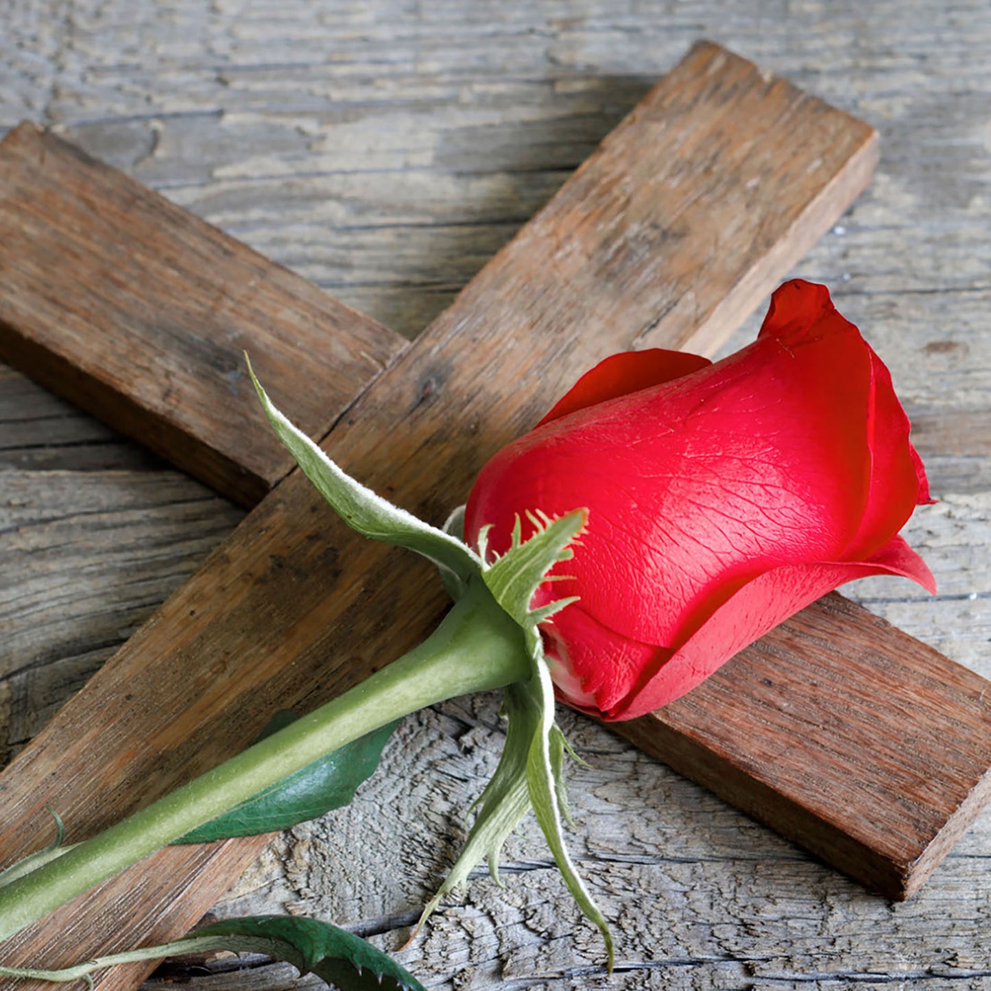 Rose of Sharon - Frankincense & Rose - A Spiritual Journey Told Through Scent