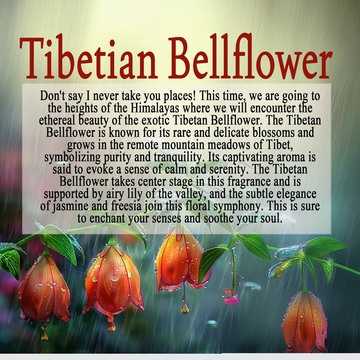 Tibetan Bellflower - Find Your Zen in Every Breath