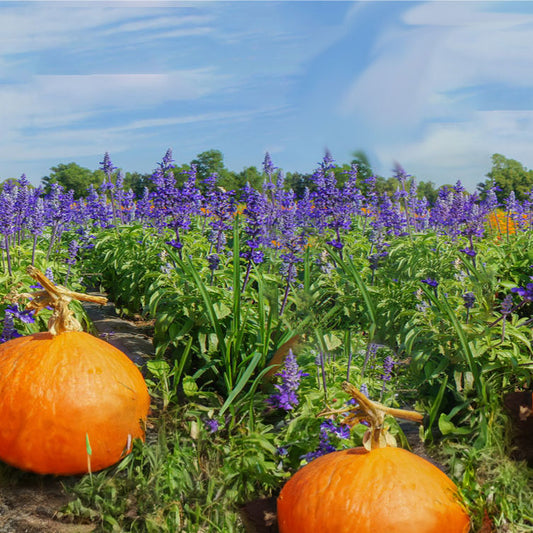 Pumpkin Lavender - Floral with a Spicy Kick