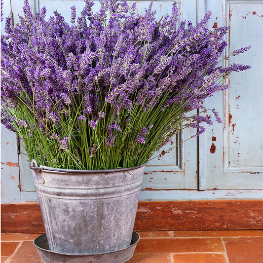 Simply Lavender - Clean and Calming - Just Lavender
