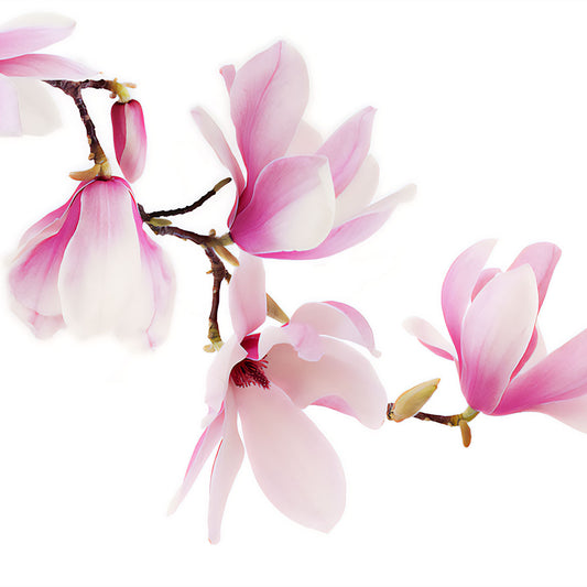 Southern Magnolia - Fresh and Floral