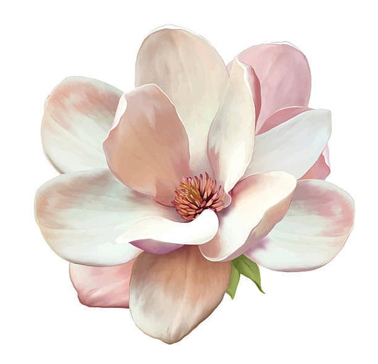 Southern Magnolia - Fresh and Floral