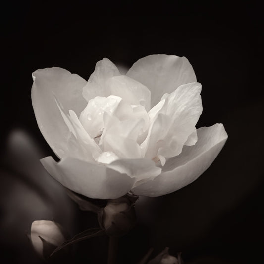 Night Blooming Jasmine - Combination of feminine sweetness and masculine wildness